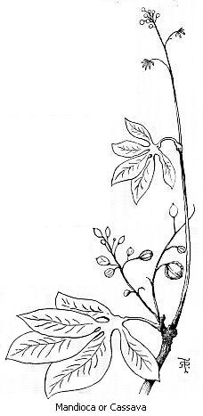 Mandioca or Cassava
