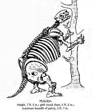 Mylodon