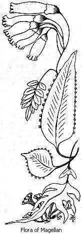 Flora of Magellan
