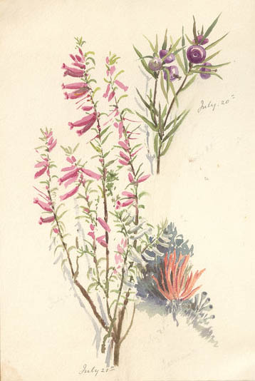 Illustration