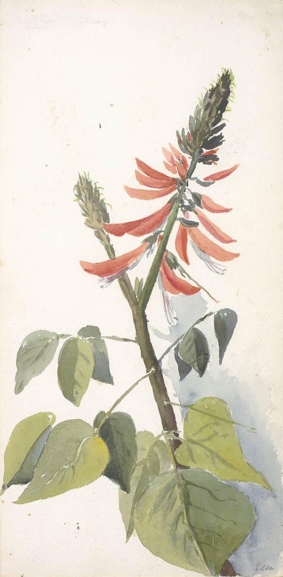 Illustration