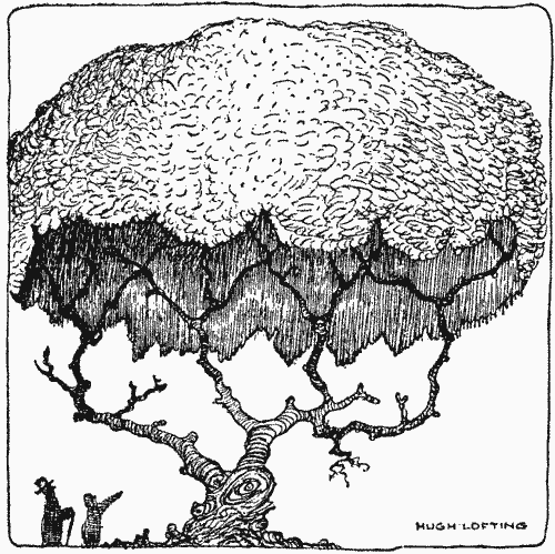 "The Umbrella Tree"