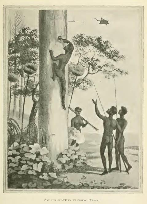 Sydney Natives Climbing Trees