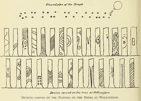 Devices carved by the Natives on the Trees at Wellington.