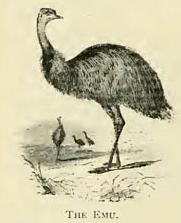 The Emu