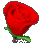 Valentines day roses