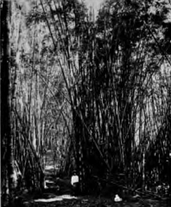 A Path through the Bamboo Jungle, Pegua Hills