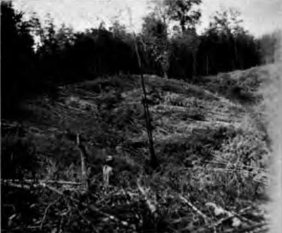 A Hillside Plot Cut Ready for Burning