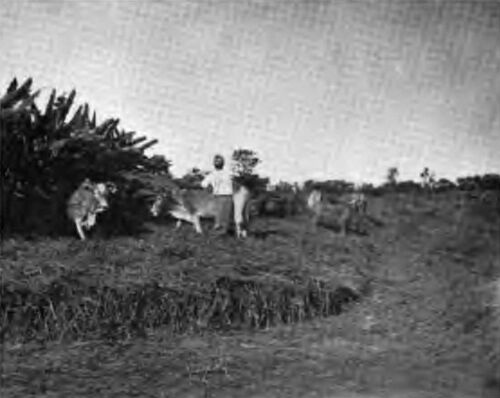 A Threshing-floor on the Plains