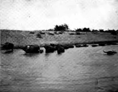 Buffaloes at Their Daily Bath