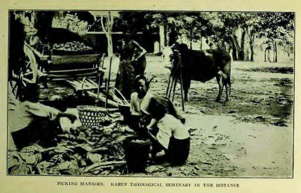 PICKING MANGOES. KAREN THEOLOGICAL SEMINARY IN THE DISTANCE