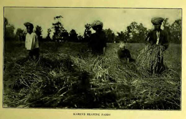 KARENS REAPING PADDY